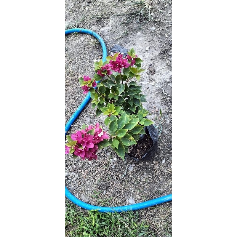 Bogenvil ori singapur fanta