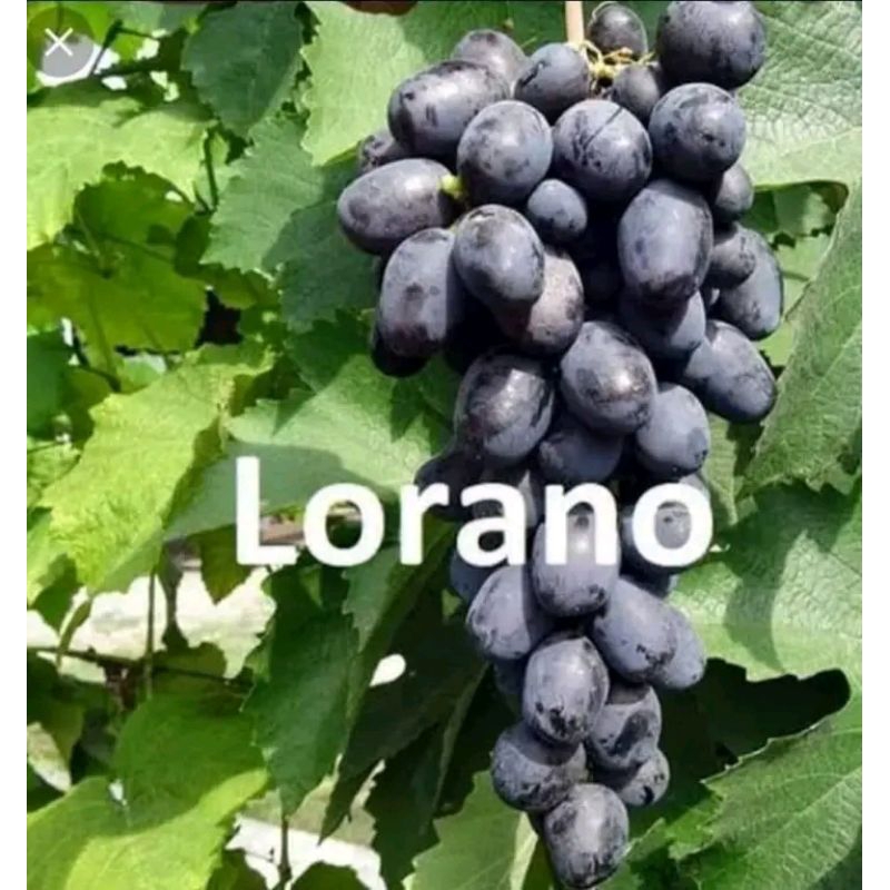 POHON BUAH ANGGUR IMPOR GRAFTING