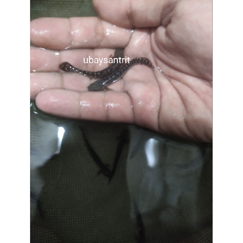 hiasan aquarium palmas orna