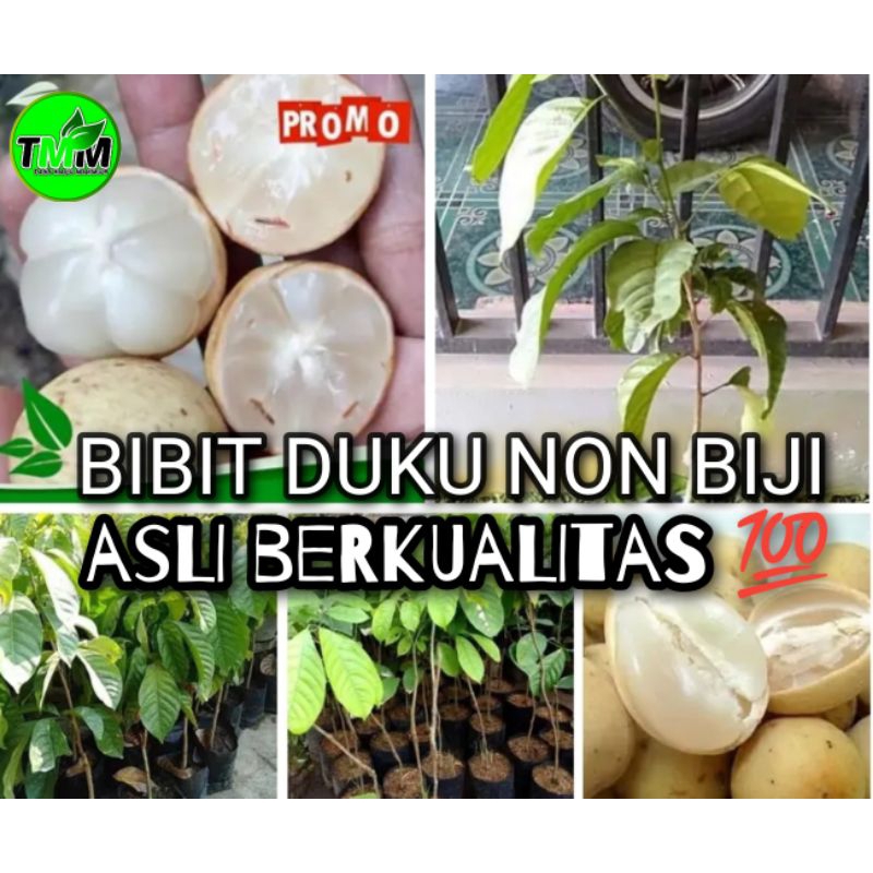 BIBIT DUKU TANPA BIJI//BIBIT BUAH DUKU//DUKU TANPA BIJI ASLI VALID