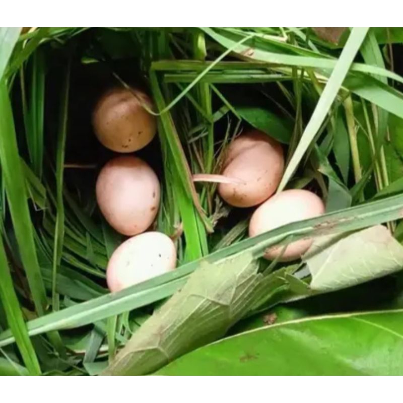 telur ayam hutan hijau asli harga 1.butir telur.