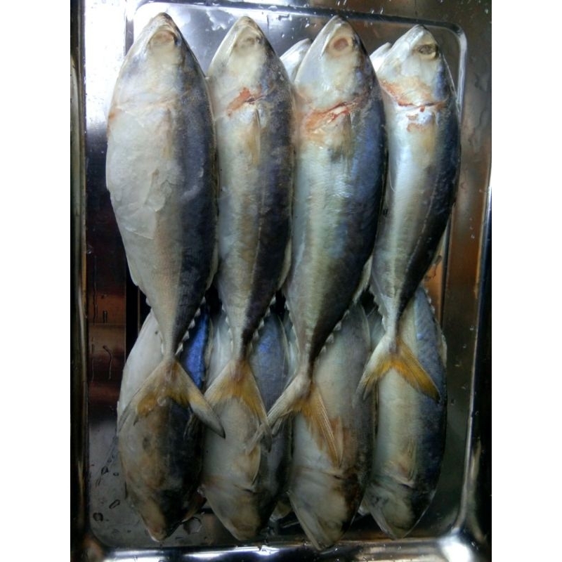 

Ikan kembung 1 kg