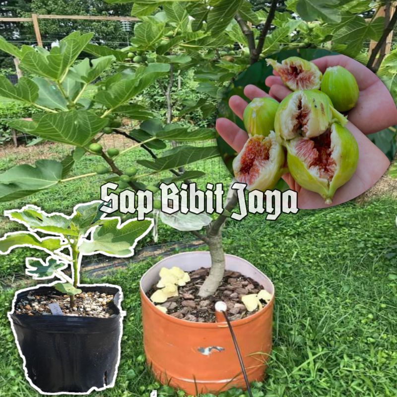 Bibit Pohon Buah Tin