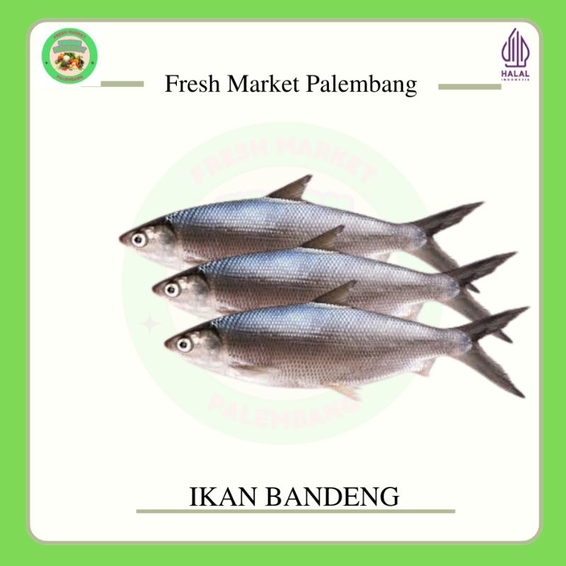 

Ikan Bandeng -Fresh Market Palembang-