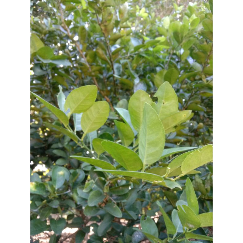 

Daun jeruk segar 100 lembar