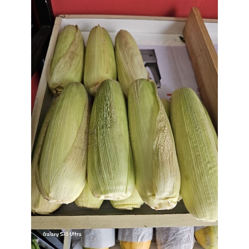 

Jagung manis 1 pcs