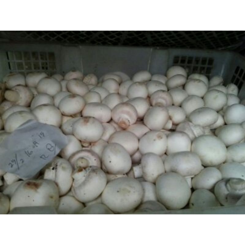 

jamur kancing fresh