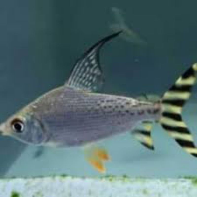 

Stiker yellow feifeng 13 cm