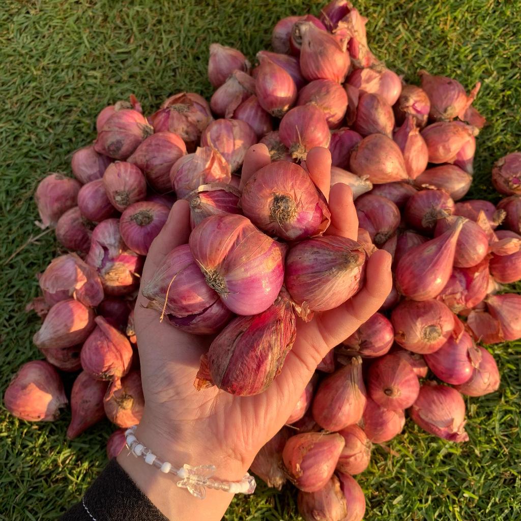 

Bawang Merah Super Ukuran Kecil 500 Gr