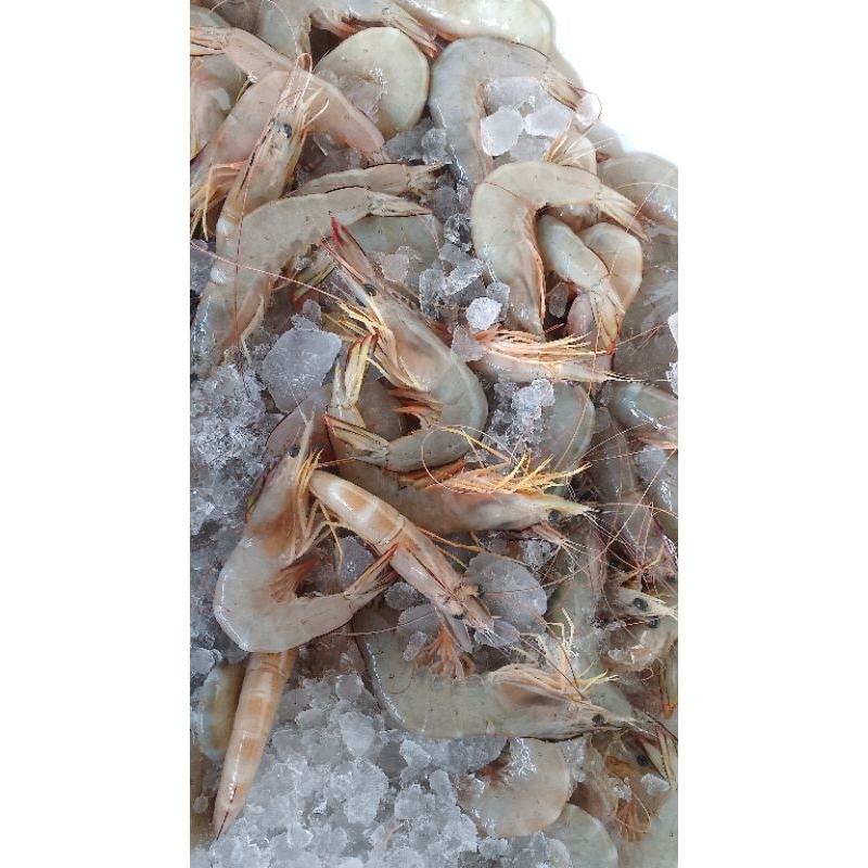 

udang jrebung besar1kg