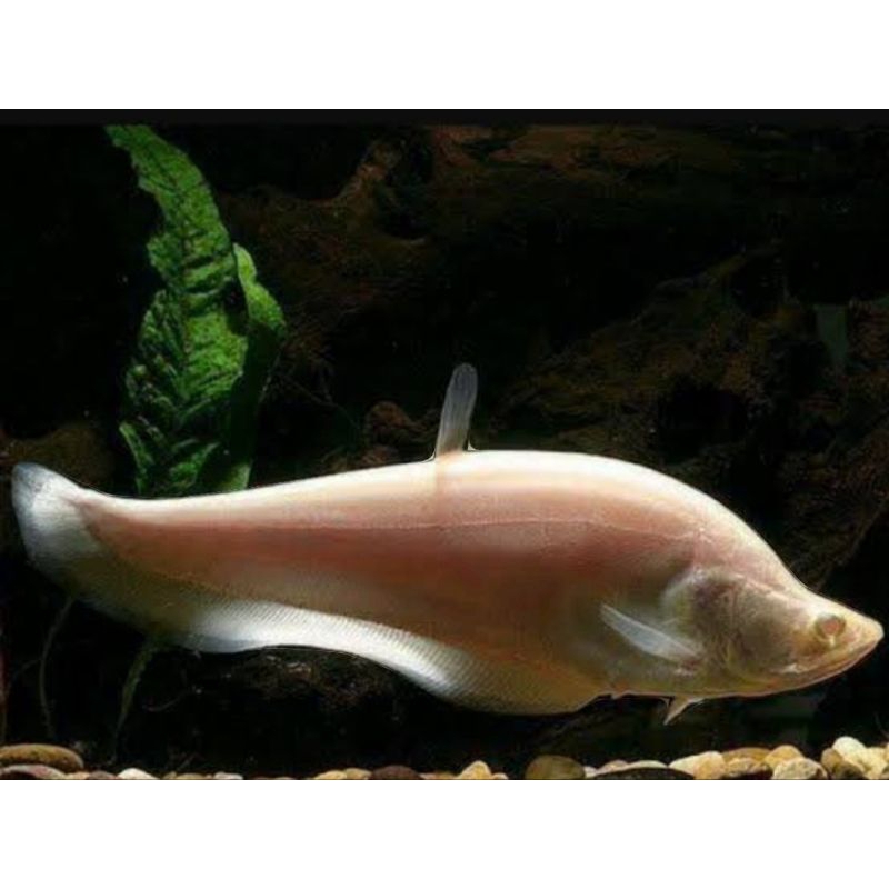 koleksi aquarium belida brown size 12-13cm