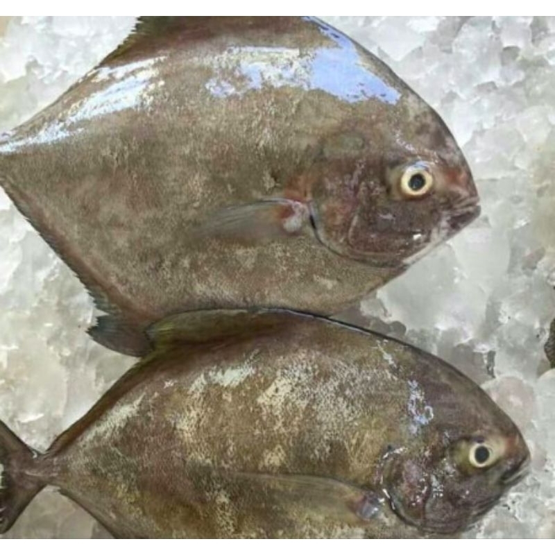 

ikan bawal hitam 1kg