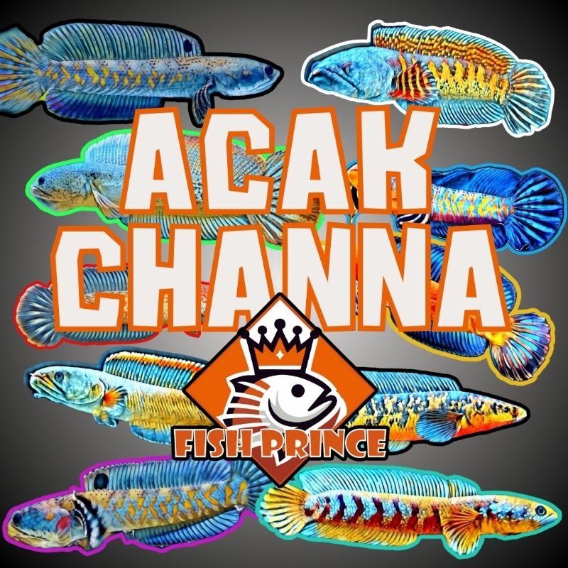 Acak Chnnna Auranti Kualitas Grade A+ Super Size 5-30 Cm