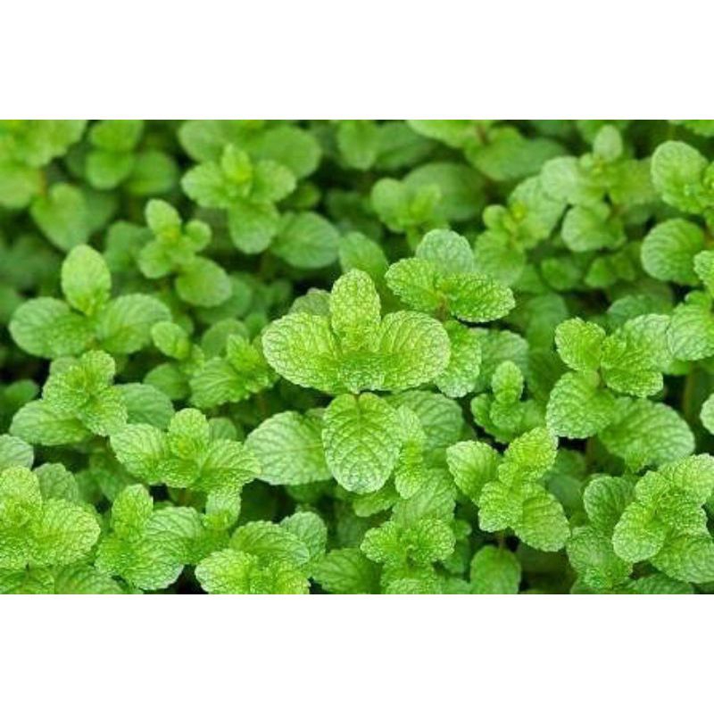 

daun mint segar 250 gram