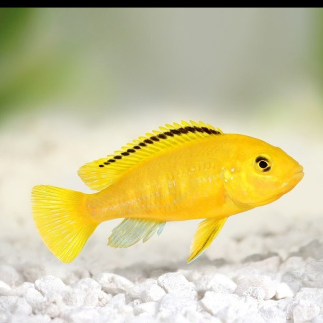 Ikan Hias Lemon Cichlid Ikan Air Tawar Aquarium Aquascape