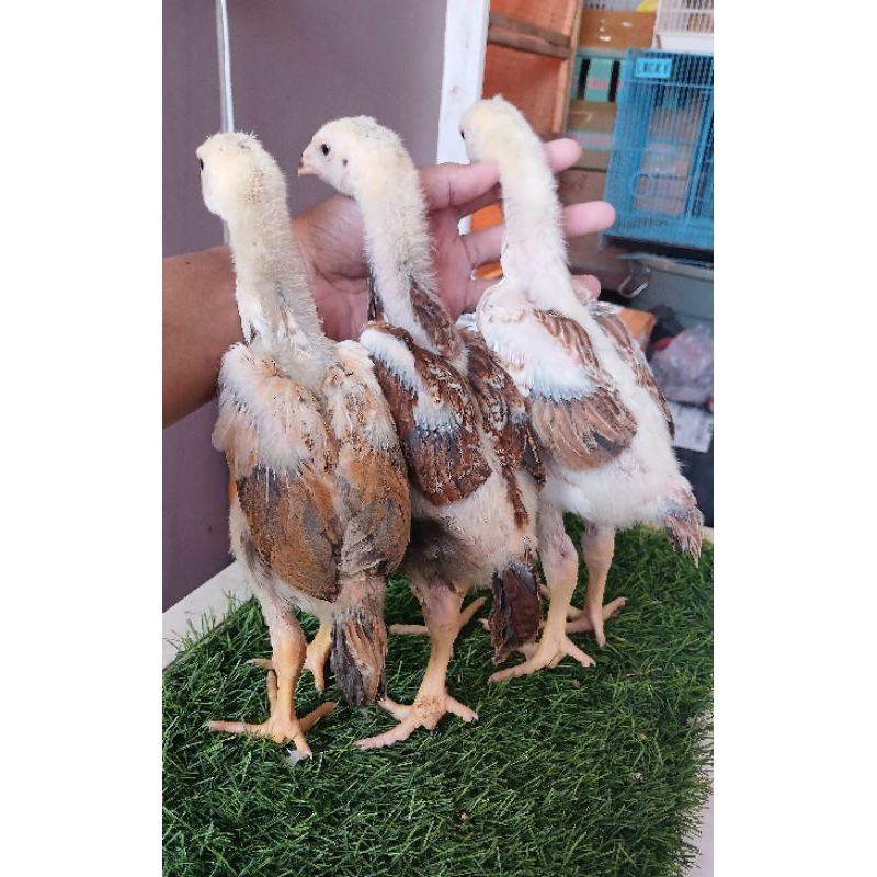 Ayam Shamo Eropa Ori