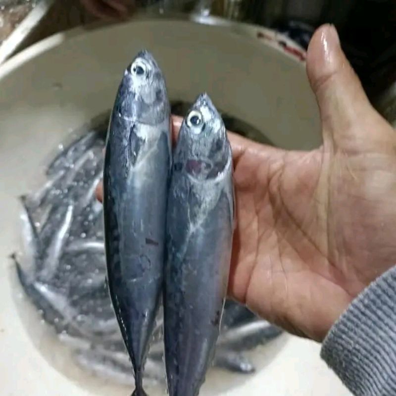 

IKAN TONGKOL LISONG/ DEHO SEGAR FRESH DAN BERGARANSI