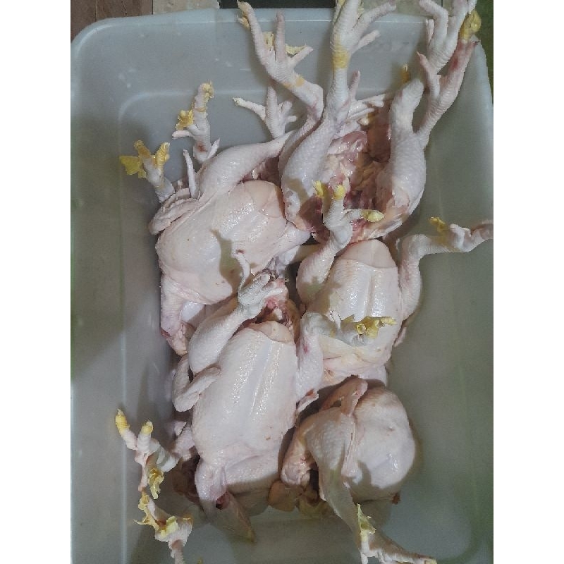 

ayam potong boiler fresh 1.5kg +