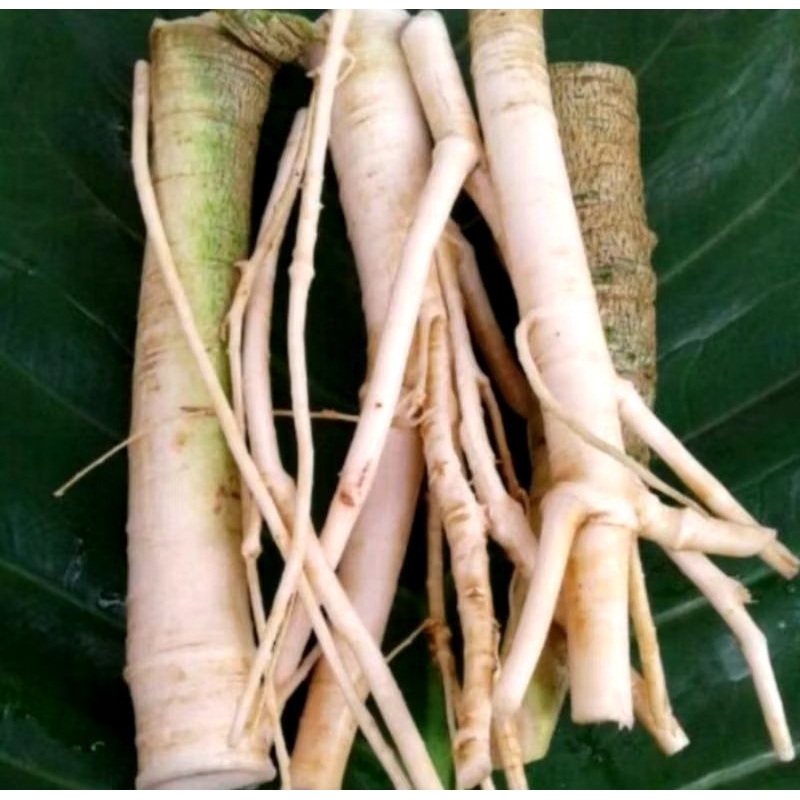 

Akar Pohon Pepaya Segar Fresh