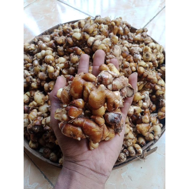 

Kencur Segar Sudah Di Cuci Bersih 1kg | Kencur Segar organik | Kencur fresh Original