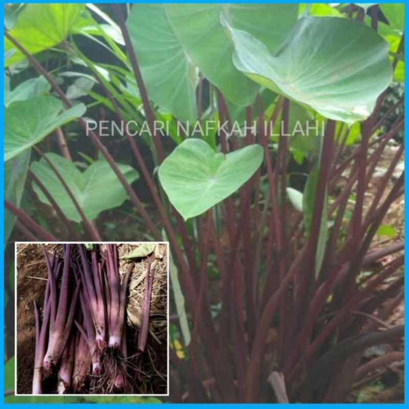 

Batang Talas Lompong Sayur Ungu 10 batang segar