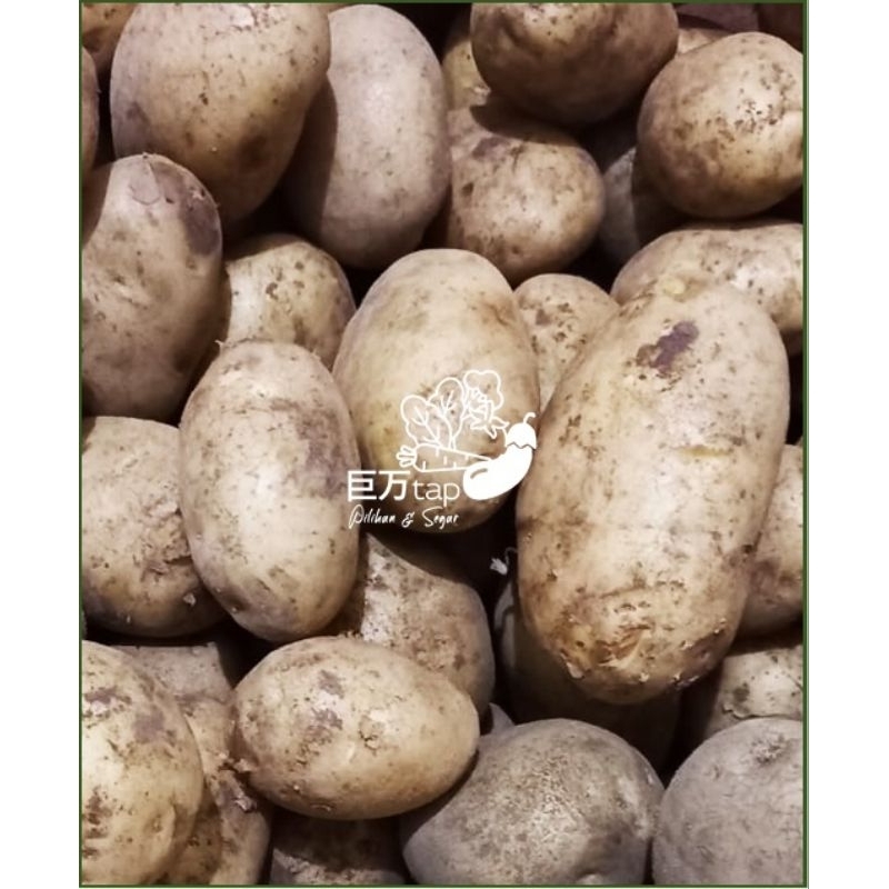 

KENTANG DIENG SEGAR DAN HEMAT KYOMANTAP 250 GRAM - 500 GRAM