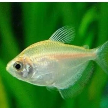 Ikan Hias Tetra Albino Ikan Air Tawar Aquascape Aquarium