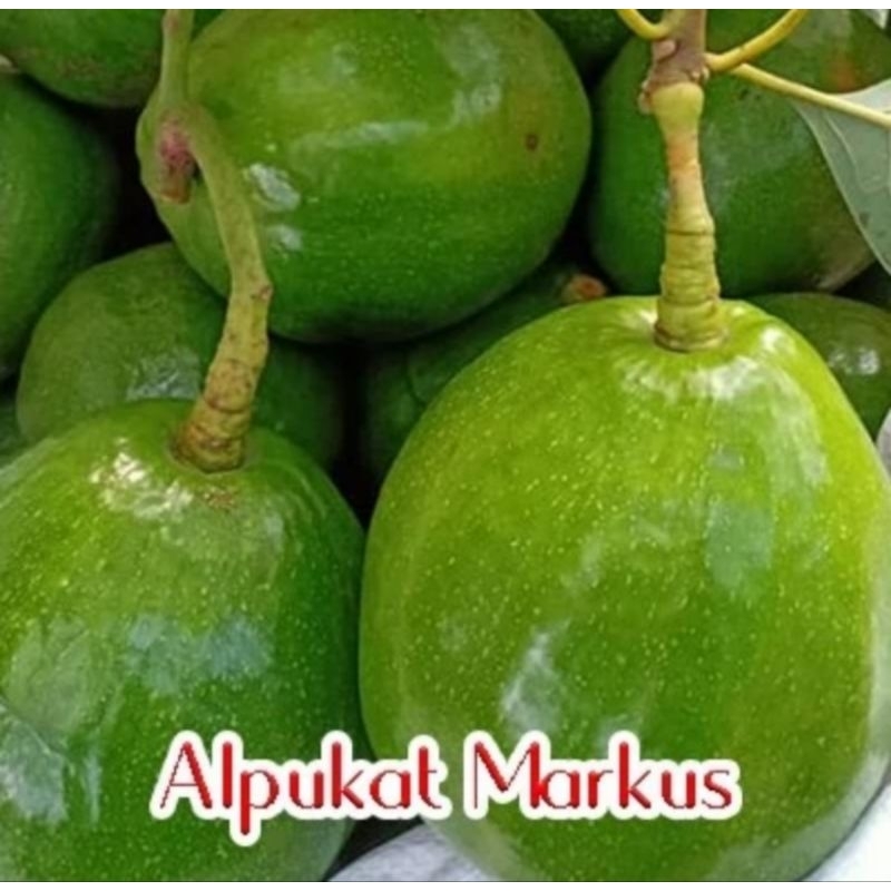 Bibit Tanaman Buah Alpukat Markus / Kendil, Siap Berbuah