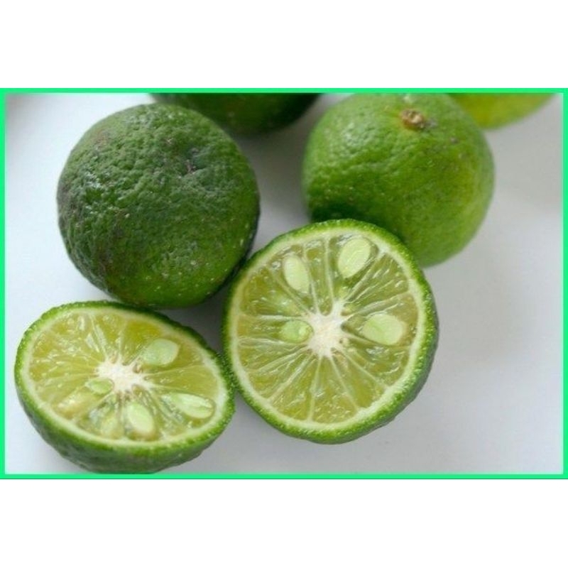 Bibit JERUK LIMAU SAMBAL sudah berbuah lebat