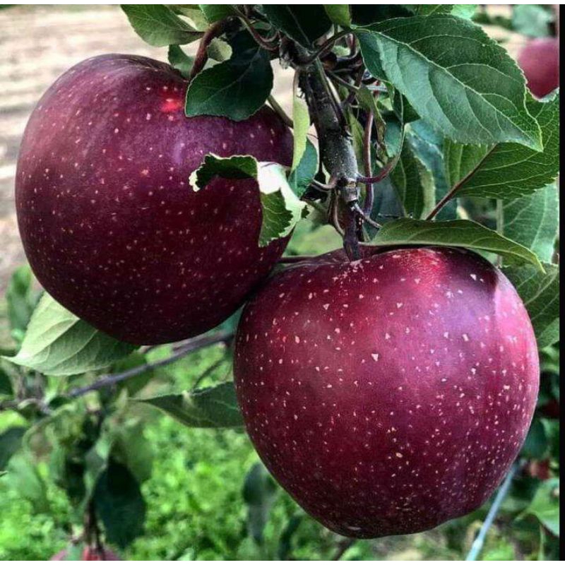 Bibit Apel Merah (Hasil Cangkok)