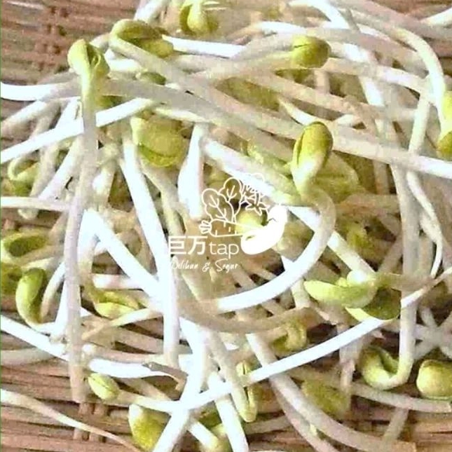 

TOGE | TOUGE SEGAR DAN HEMAT KYOMANTAP 250 GRAM - 500 GRAM