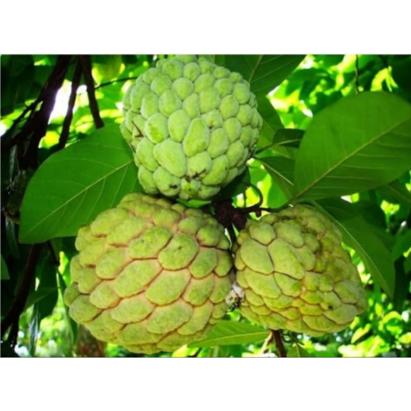 

jual buah srikaya, buah eksotis tropis 1kg