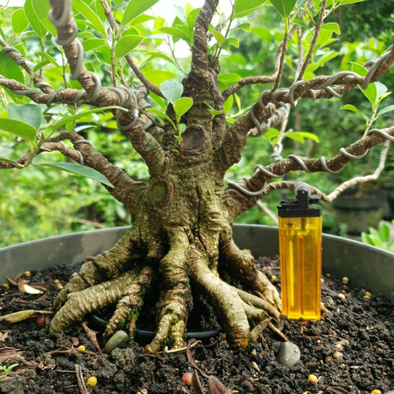 Bahan bonsai kimeng programan