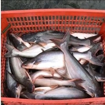 

Ikan Patin per 1 kg