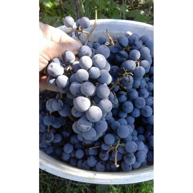 

Bibit Buah Anggur Import Hasil Grafting/Okulasi/Stek Cepat Berbuah