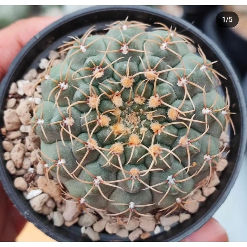 Gymnocalycium species ochoteranae quehlianum vatteri spegazzinii ragonesei denudatum kaiomaru bodenb
