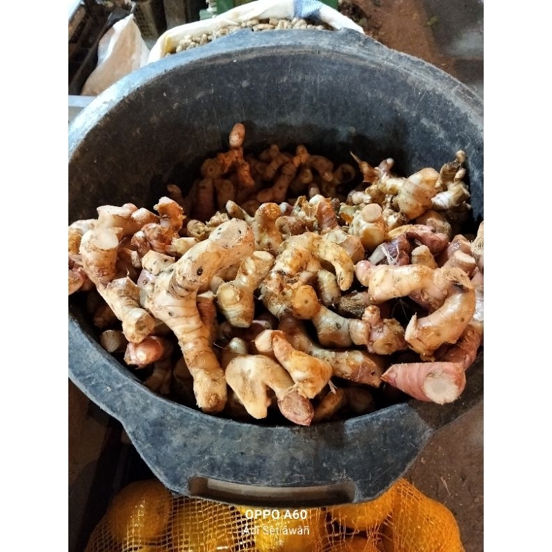 Lengkuas Putih Fresh