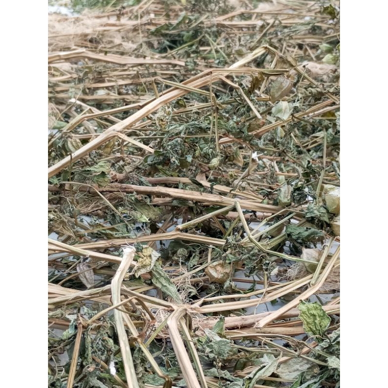 

AKAR BATANG DAUN CIPLUKAN KERING BERAT 1 KG DAN 500gr