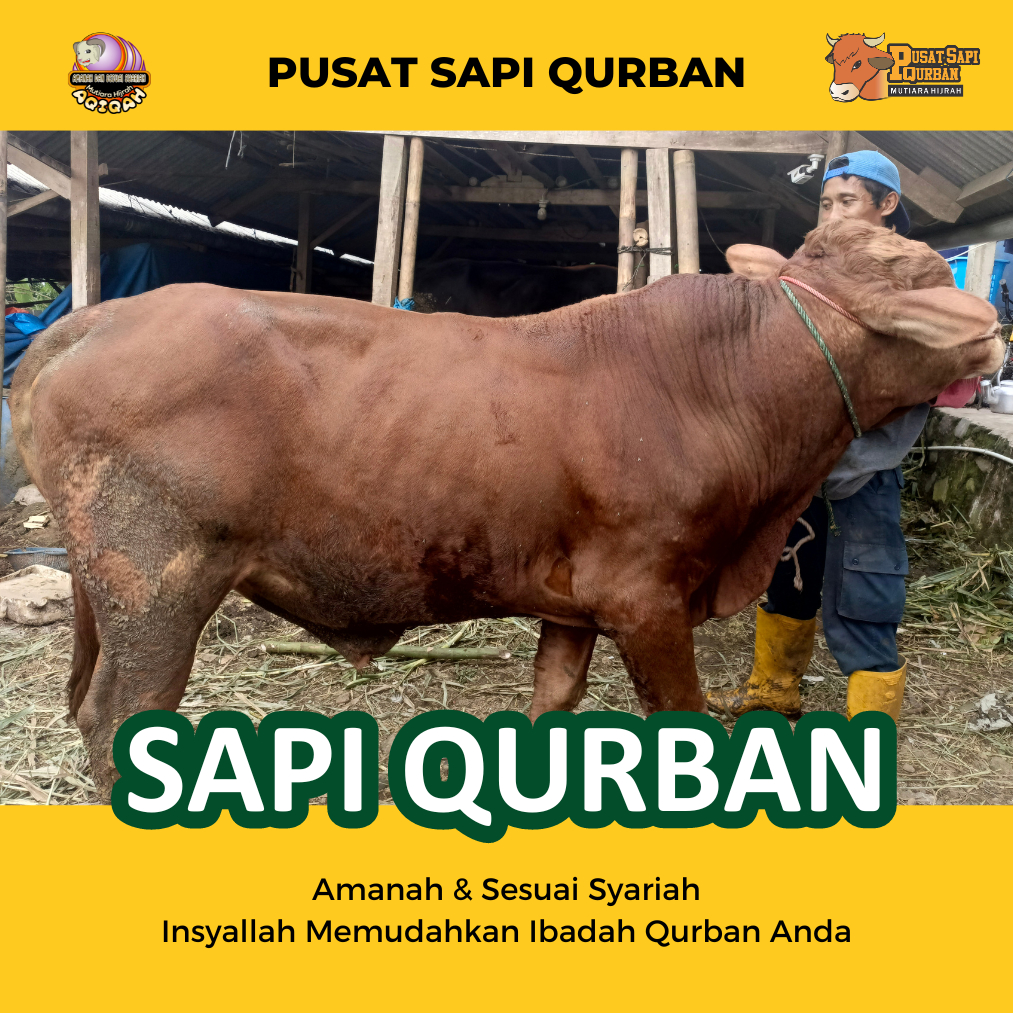 Qurban Sapi Bali Madura, Simental, PO, Limosin | Jabodetabek