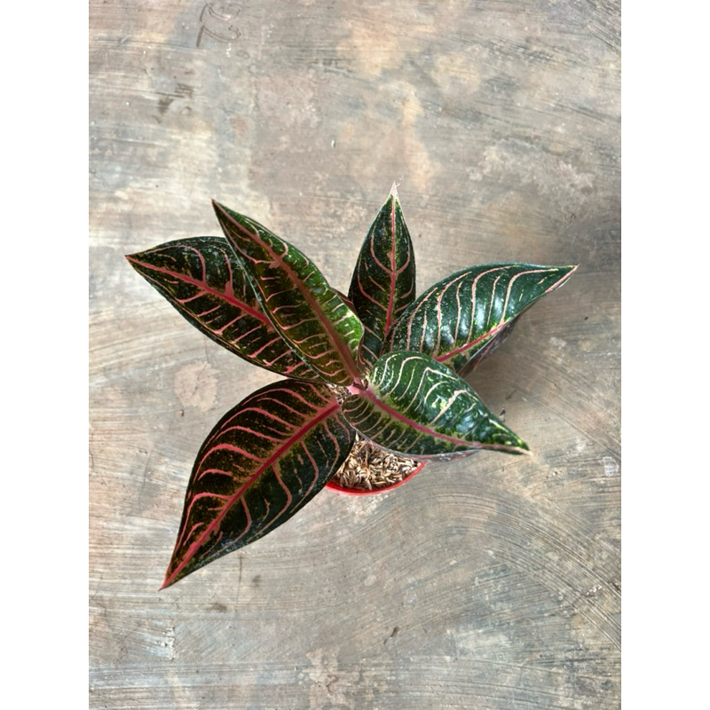 aglaonema pride of sumatra