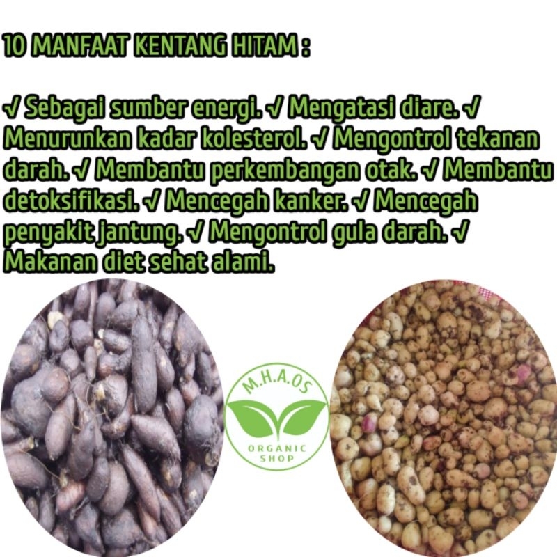 

Umbi kentang hitam 500 gram,siap olah/siap masak.