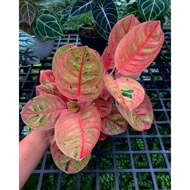 promo anakan aglonema RL romantic love trah terbaik