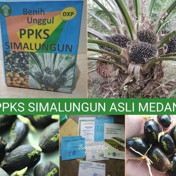 KODE U34Z Benih bibit polong kecambah unggul DXP PPKS SIMALUNGUN asli medan unggul berkualitas berse