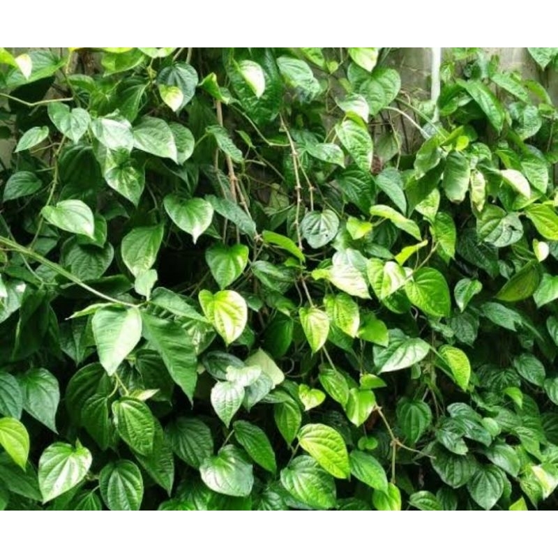 

Daun sirih hijau per lembar