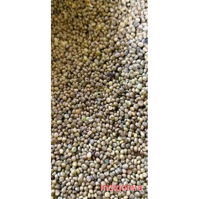 

Biji indigofera 1 kg Gren A