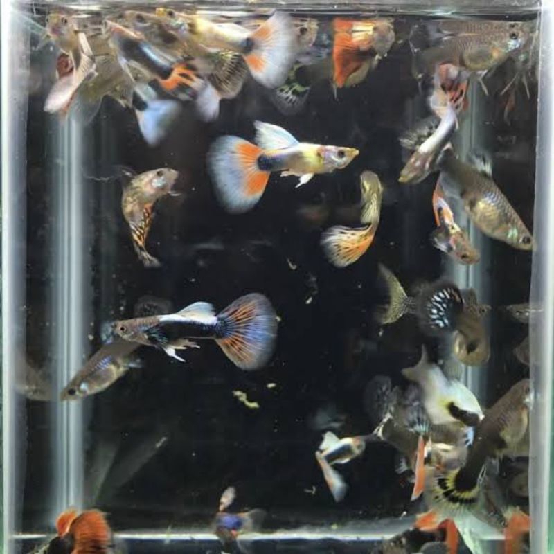 paket guppy cendol isi 15 bonus pakan bergaransi