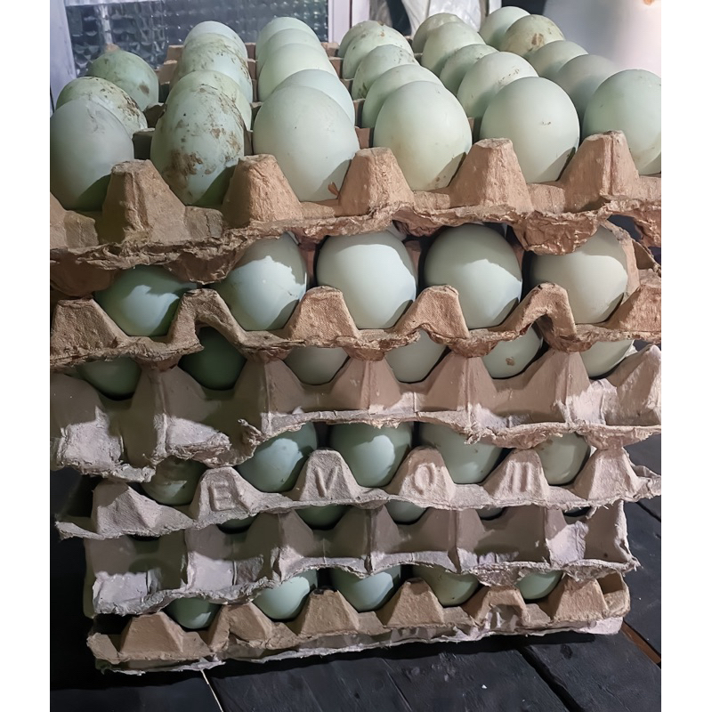 

Telur Itik Tambak per Rak uk Sedang