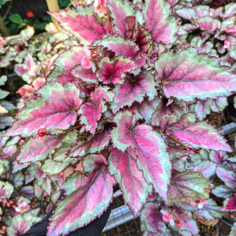 Tanaman Hias Begonia Rex Rimbun
