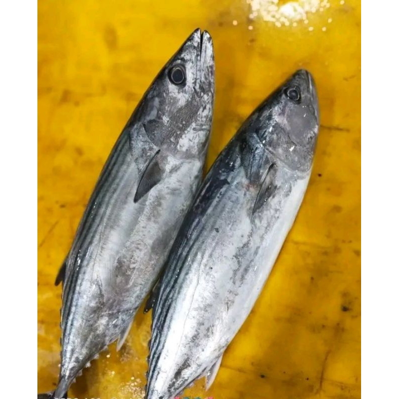 

IKAN TONGRI SEGAR FRESH DAN BERGARASI