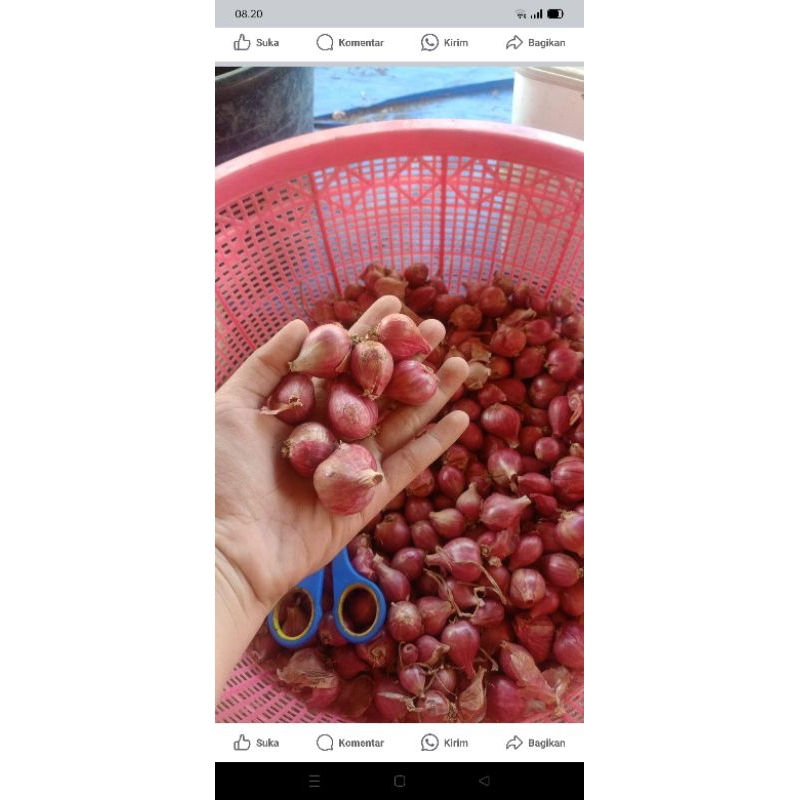 

BAWANG MERAH KERING